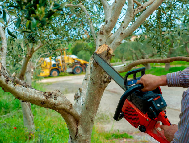 The Steps Involved in Our Tree Care Process in Atlantic Beach, FL